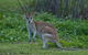 Cape Tribulation, Mossman Gorge, And Daintree Rainforest Premium Day Tour - thumb 1