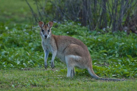 Cape Tribulation, Mossman Gorge, And Daintree Rainforest Premium Day Tour - Taree Accommodation 1