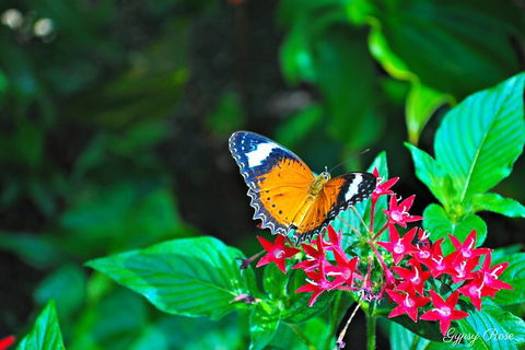 Cairns City Sights And Surrounds Tour - Taree Accommodation 8