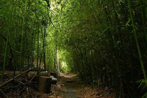 The Original Day Tour To Paronella Park, Lake Barrine And Millaa Millaa Falls - Taree Accommodation 7