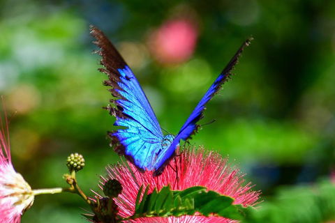 The Original Day Tour To Paronella Park, Lake Barrine And Millaa Millaa Falls - Taree Accommodation 2