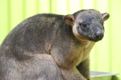 2-Day Green Island Cruise And Kuranda Day Trip - Taree Accommodation 5