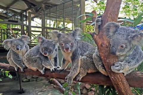 2-Day Green Island Cruise And Kuranda Day Trip - Taree Accommodation 6