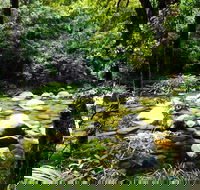 Cairns Daintree Rainforest and Cape Tribulation 2-Day Tour - Taree Accommodation