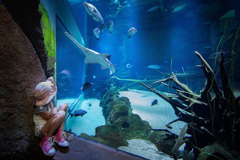 Cairns Aquarium Family Tickets - Taree Accommodation 6