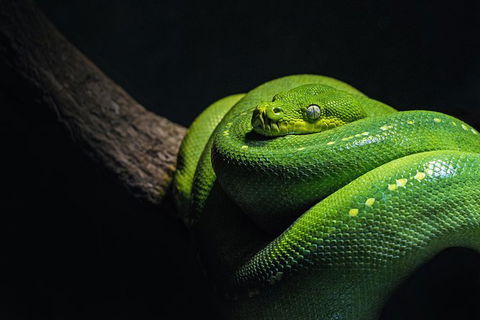 Cairns Aquarium Family Tickets - Taree Accommodation 1