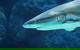 Cairns Aquarium Family Tickets - thumb 8