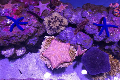 Cairns Aquarium Family Tickets - Taree Accommodation 4
