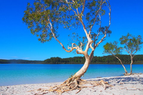 Fraser Island 4WD Tour From Rainbow Beach - Taree Accommodation 1