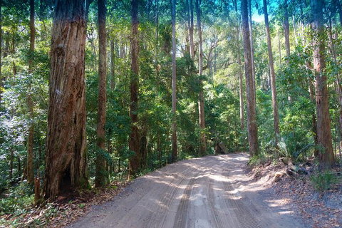 Fraser Island 4WD Tour From Rainbow Beach - Taree Accommodation 4