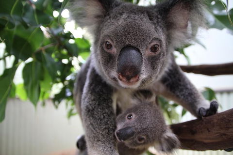 Kuranda Day Tour, TKS-RFS GRAND GOLD PLUS 0930 - Taree Accommodation 5