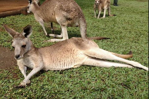 Kuranda Day Tour, TKS-RFS GRAND GOLD PLUS 0930 - Taree Accommodation 2