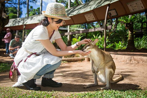 Kuranda Day Tour, TKS-RFS GRAND GOLD PLUS 0930 - Taree Accommodation 8