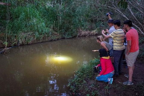 Rainforest & Nocturnal Wildlife Tour - Taree Accommodation 0