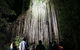 Rainforest & Nocturnal Wildlife Tour - thumb 4