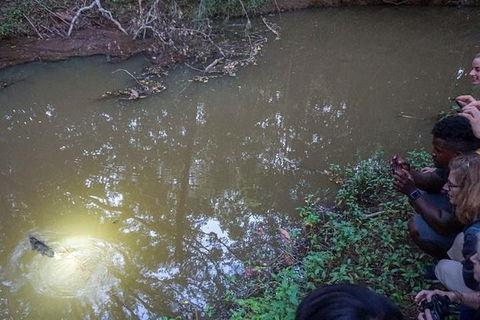 Rainforest & Nocturnal Wildlife Tour - Taree Accommodation 3