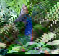 Guided Night Walk in Cape Tribulation - Taree Accommodation