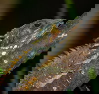 Family Night Walking Tour at Tropical Rainforest in Daintree - Taree Accommodation