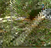 Small-Group Trekking Experience in Daintree National Park - Taree Accommodation