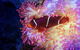 Cairns Aquarium By Twilight With 3 Course Dinner - thumb 6