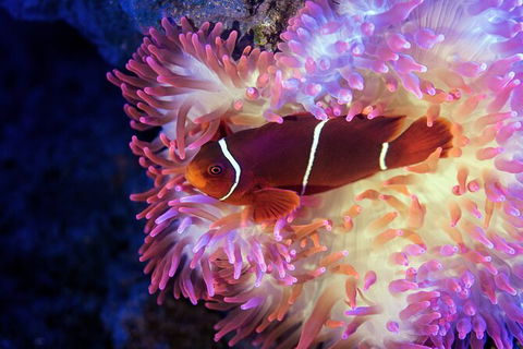Cairns Aquarium By Twilight With 3 Course Dinner - Taree Accommodation 6