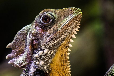 Cairns Aquarium By Twilight With 3 Course Dinner - Taree Accommodation 5