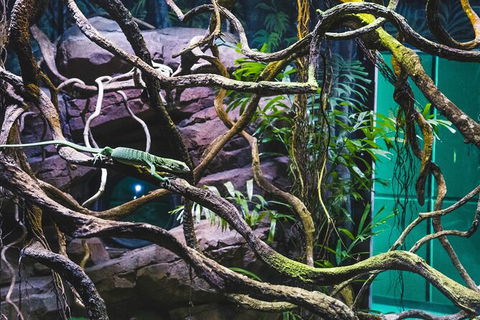 Cairns Aquarium By Twilight With 3 Course Dinner - Taree Accommodation 8