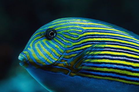 Cairns Aquarium By Twilight With 3 Course Dinner - Taree Accommodation 4