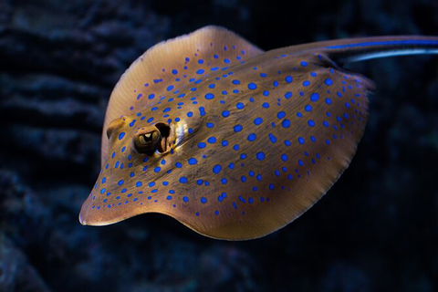 Cairns Aquarium By Twilight With 3 Course Dinner - Taree Accommodation 2
