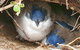 Bruny Island Day Tour, Includes Lunch And Exclusive Lighthouse Tour - thumb 1