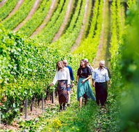 Tasmanian Wine Tour - Taree Accommodation