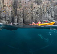 Tasman Peninsula full day kayaking tour - Taree Accommodation