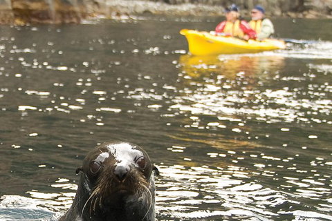 Tasman Peninsula Full Day Kayaking Tour - Taree Accommodation 1