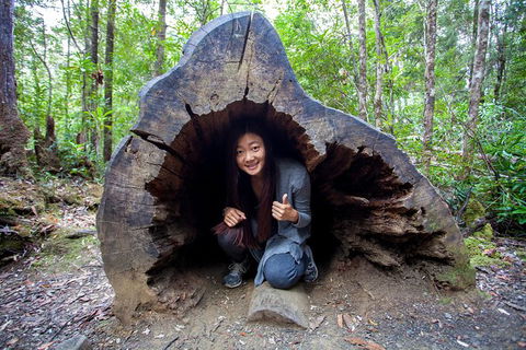Tahune Airwalk Active Day Trip From Hobart Including Hastings Caves - Taree Accommodation 5