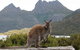 Cradle Mountain Guided Walk With Gourmet Hamper - thumb 2