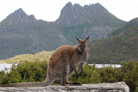 Cradle Mountain Guided Walk With Gourmet Hamper - Taree Accommodation 2