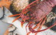 Deep-to-Dish: Tasmanian Seafood Experience - Afternoon Tour - thumb 7