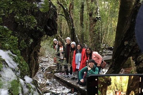 Cradle Mountain In A Day From Hobart - Taree Accommodation 5