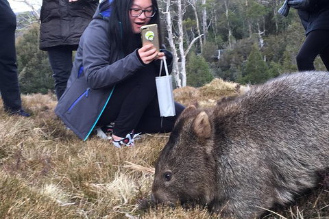 Cradle Mountain In A Day From Hobart - Taree Accommodation 4