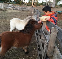 Feed/play with animals and Kayak during hobby farm tour - Taree Accommodation