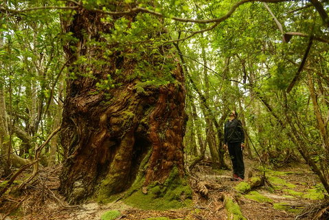 3-Day Southwest National Park Wilderness Camping Tour - Taree Accommodation 4
