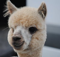 Alpaca Farm Tours with Toffeemont - Taree Accommodation