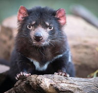 Cruise Ship Special from Hobart Richmond and Bonorong Wildlife Park Shuttle - Taree Accommodation