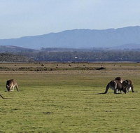 Spend a day in one of Tasmania's best wildlife National Park's - Taree Accommodation