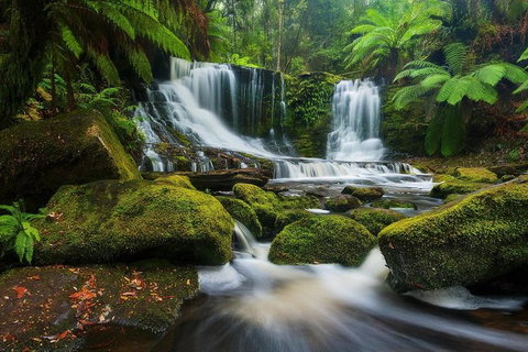 Mount Field Private Charter Service - Taree Accommodation 3