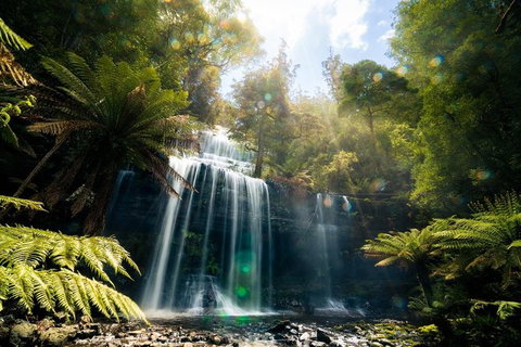 Mount Field Private Charter Service - Taree Accommodation 2