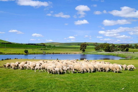 Mount Field Private Charter Service - Taree Accommodation 5