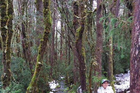 6-Day Small-Group Hearty Tasmania Tour From Hobart - Taree Accommodation 2