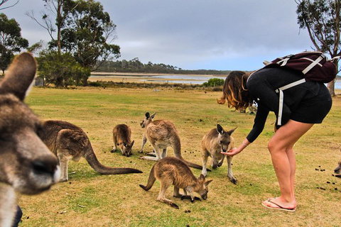 4-Day Fabulous Tasmania Tour: Wineglass Bay, Port Arthur, Devils & Bruny Island - Taree Accommodation 5