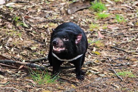 4-Day Fabulous Tasmania Tour: Wineglass Bay, Port Arthur, Devils & Bruny Island - Taree Accommodation 4